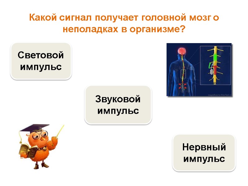 Какой сигнал получает головной мозг о неполадках в организме?  Нервный импульс Световой импульс